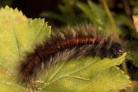 /album/g%c4%85sienice/img-0135-jpg/