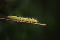 /album/g%c4%85sienice/img-1873-jpg/