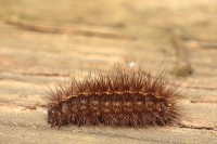 /album/g%c4%85sienice/img-2843-jpg/