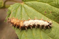 /album/g%c4%85sienice/img-2928-jpg/