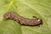 /album/g%c4%85sienice/img-2947-jpg/