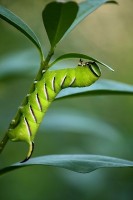 /album/g%c4%85sienice/img-2980-jpg/