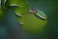 /album/g%c4%85sienice/img-3020-jpg/