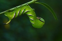 /album/g%c4%85sienice/img-3047-jpg/