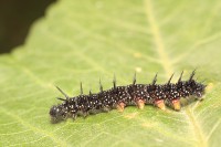 /album/g%c4%85sienice/img-3783-jpg/