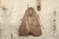 /album/heterocera-nocne-/img-6132-jpg/