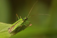 /album/heteroptera-pluskwiaki-/img-9961-jpg/