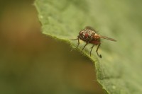 /album/diptera-muchowki-/img-1852-jpg/