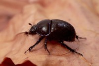 /album/coleoptera-%28chrz%c4%85szcze%29/img-8630-jpg/