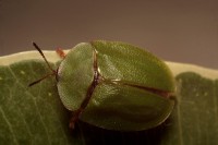 /album/coleoptera-%28chrz%c4%85szcze%29/img-9105-jpg1/