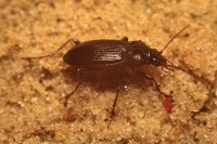 /album/coleoptera-%28chrz%c4%85szcze%29/img-8195-jpg/