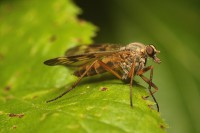 /album/diptera-muchowki-/img-8489-jpg/