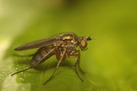 /album/diptera-muchowki-/img-8444-jpg/