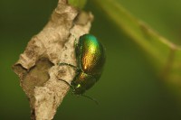 /album/coleoptera-%28chrz%c4%85szcze%29/img-8930-jpg/