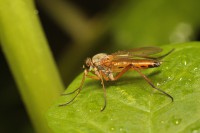 /album/diptera-muchowki-/img-9788-jpg/