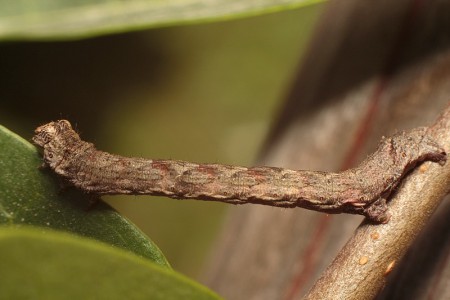 Ectropis crepuscularia ( Przylepek pomrocznik)