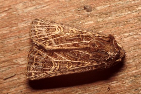 Tholera decimalis (Piętnówka perzanka)
