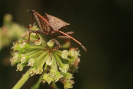 Picromerus bidens (Zbrojec dwuzębny)