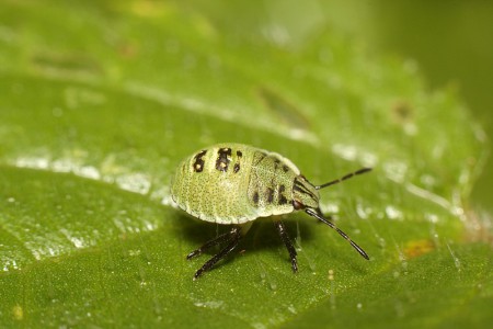 Palomena prasina (Odorek zieleniak)