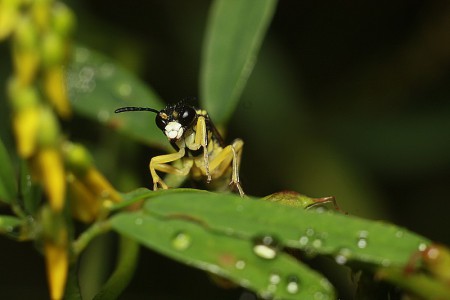 Vespula vulgaris (Osa pospolita)