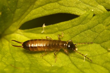 Forficula auricularia (Skorek pospolity)