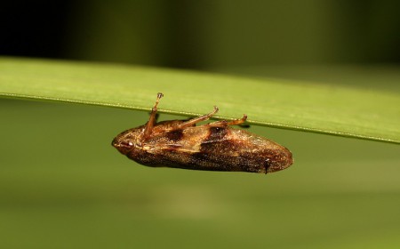 Aphrophora alni (Pienik olchowiec)