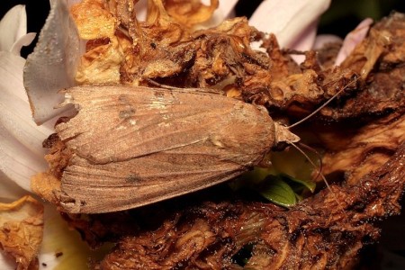 Noctua sp.