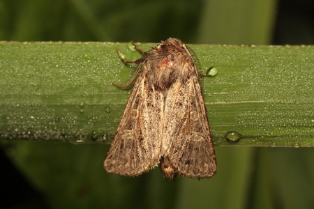 Tholera decimalis (Piętnówka perzanka)
