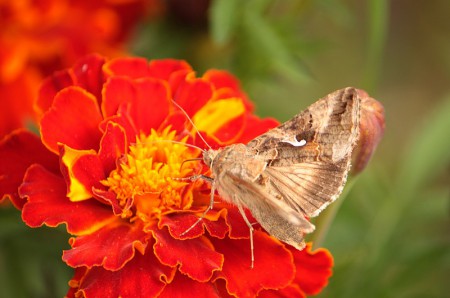 Autographa gamma (Błyszczka jarzynówka)