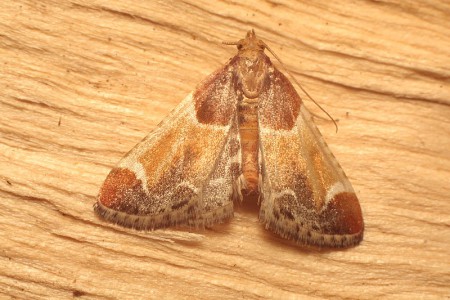 Pyralis farinalis (Zadarlica śpiżarnianka)